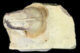 Ordovician Gastropod (Salpingostoma) Fossil - Wisconsin #174377-1